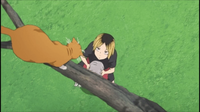 Kenma Save Cat Tree GIF