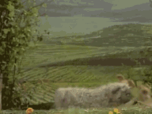 Kermit The Frog Doing A Flip GIF