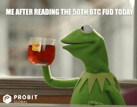 Kermit The Frog Reading Btc Meme GIF