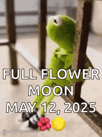 Kermit The Frog Sitting On Railing GIF