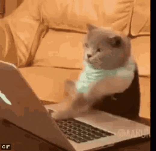 Keyboard Cat GIF