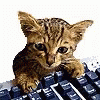 Keyboard Cat On Keyboard GIF