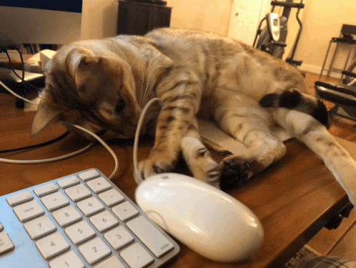 Keyboard Cat Playing With Mouse GIF