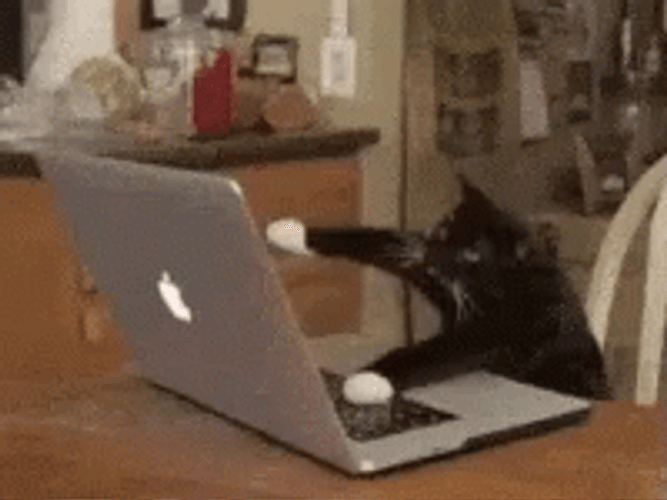 Keyboard Cat Apple Mac GIF