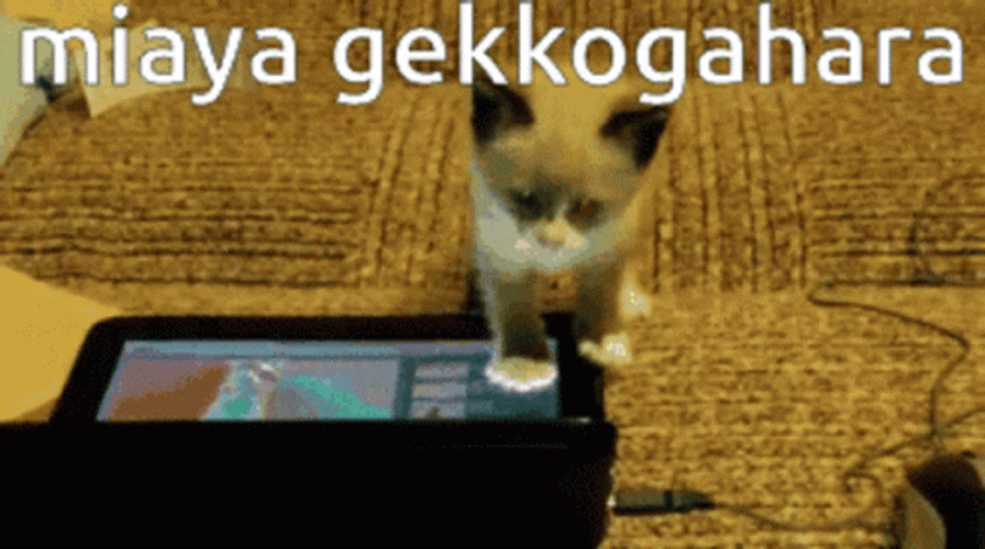 Keyboard Cat Gekkogahara GIF