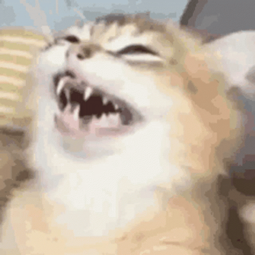 Keyboard Cat Laugh Joke GIF