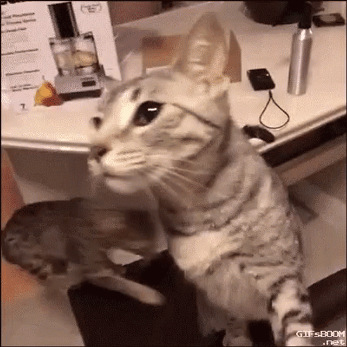 Keyboard Cat GIF