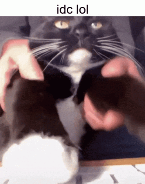 Keyboard Cat Tapping Fast GIF