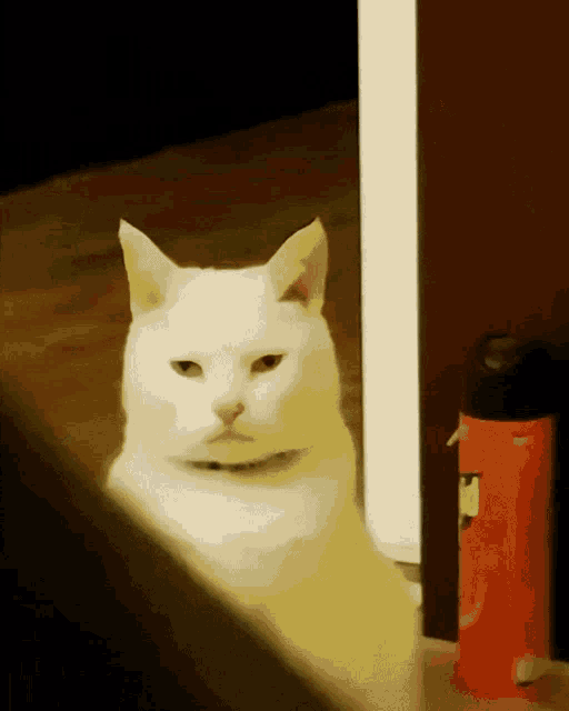 Khao Manee Grumpy Cat GIF