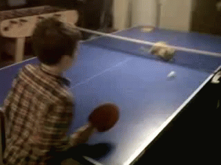 Kid Playing With Cat Table Tennis GIF