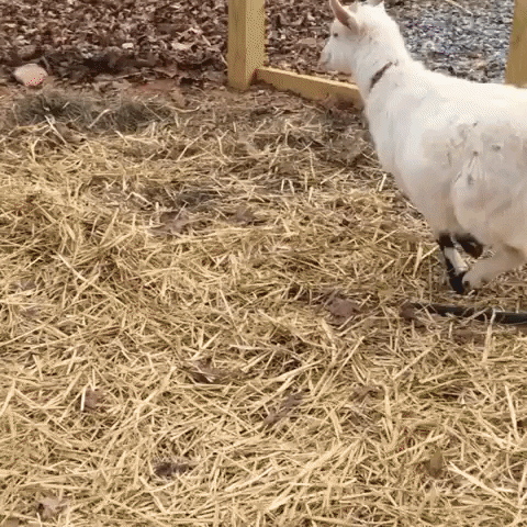 Kid Shocked Running Funny Goat GIF