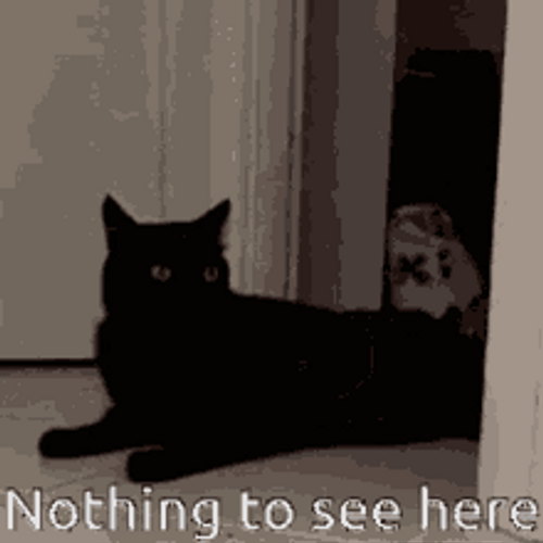 Kidnapping Black Cat Nothing To See Here GIF