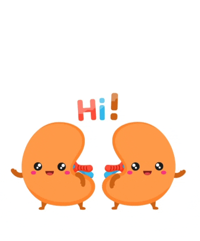 Kidney Says Hi To Circulatory System GIF