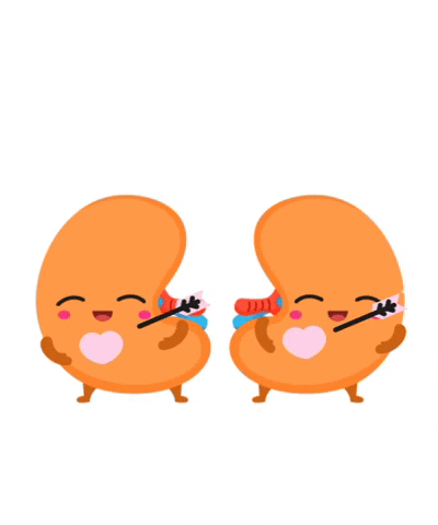 Kidneys Happy Because Oxygen Received From Circulatory System GIF