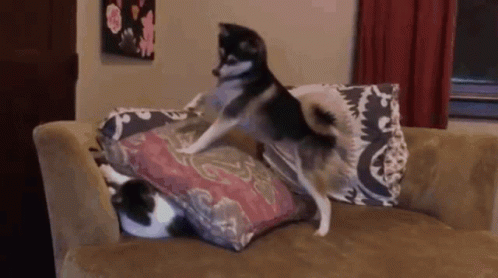 Kill Dog Covering Cat With Pillow GIF