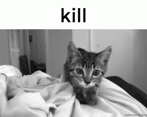 Kill Kitten Attacking Camera Black And White GIF