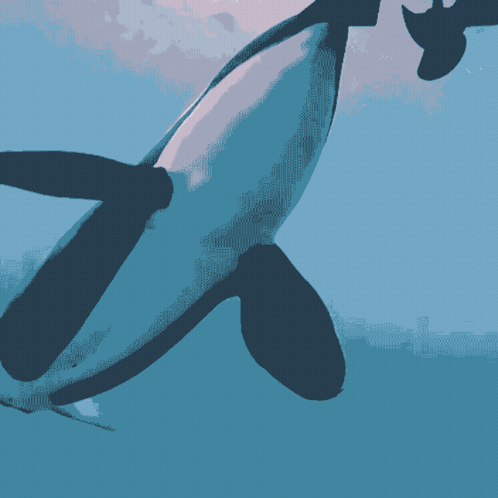 Killer Whale Swimming In Blue Ocean GIF
