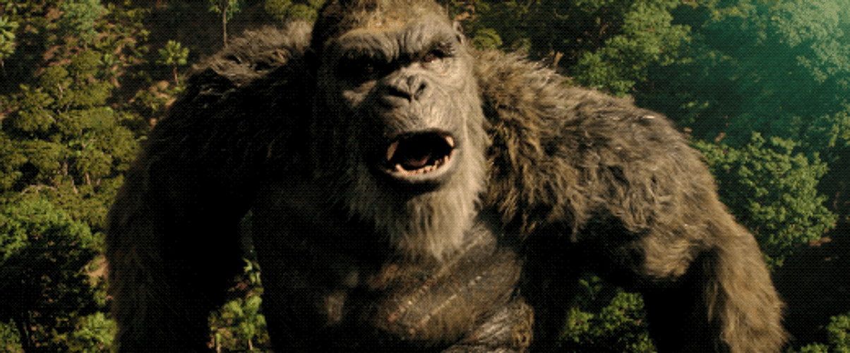 King Kong Loudly Roars Declaring Himself King GIF