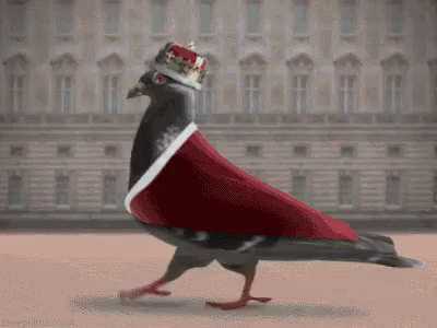 King Pigeon Marching GIF