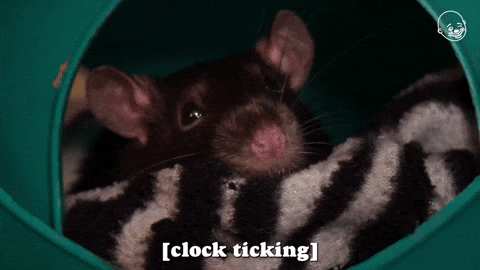 King Rat Showering Swipe GIF