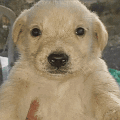 Kirishima Jotchua Gif GIF