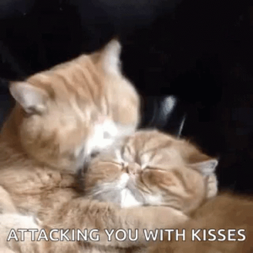 Cats Attacking You With Kisses GIF
