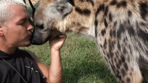 Kissing A Hyena Dean Schneider GIF