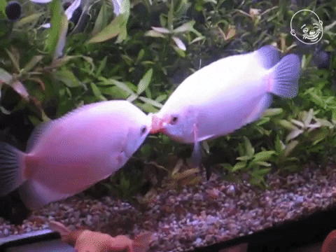 Kissing Fish Make It Stop GIF
