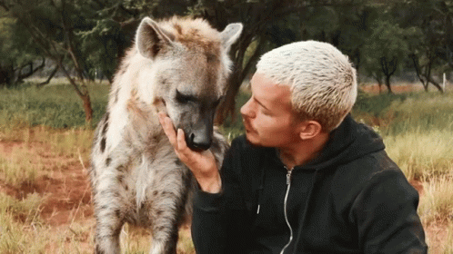 Kissing Wild Hyena GIF