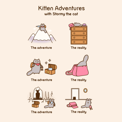 Kitten Adventures With Stormy the Cat