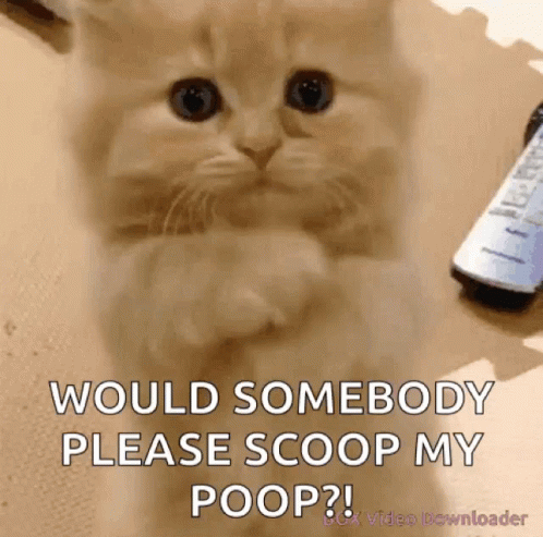 Kitten Asking Please Scoop Poop