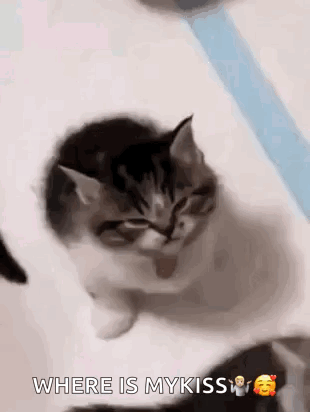 Kitten Asking Where Is My Kiss
