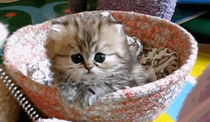 Kitten Basket Paw Lick GIF