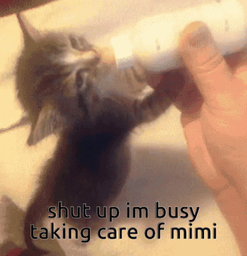Kitten Bottle Fed Shut Up Im Busy Taking Care Of Mimi GIF