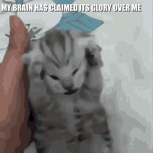 Kitten Brain Has Claimed Meme GIF