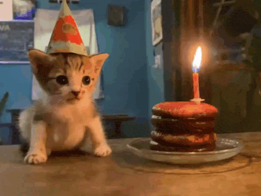 Kitten Cat Gif GIF