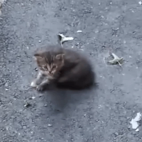 Kitten Cat Hissing GIF