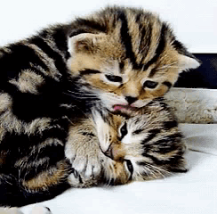 Kitten Cat Licking Another Kitten GIF