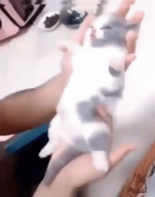Kitten Cat Vibing  GIF