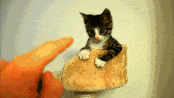 Kitten Come At Me Bro GIF