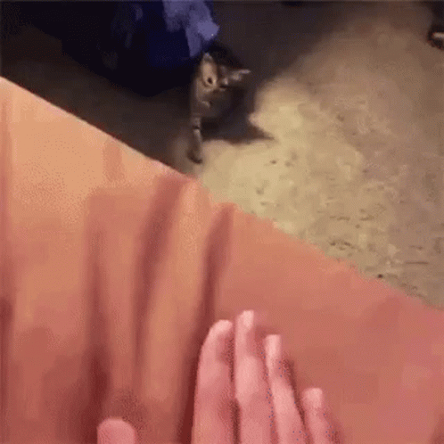 Kitten Come Here GIF