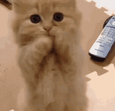 Kitten Covering Mouth Next to Remote
