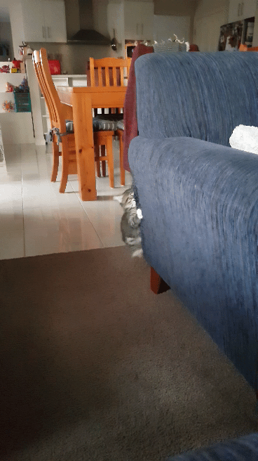 Kitten Crawling Under GIF