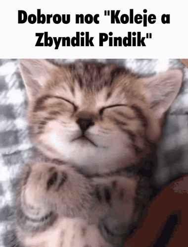 Kitten Dobrou Noc Koleje A Zbyndik Pindlik GIF