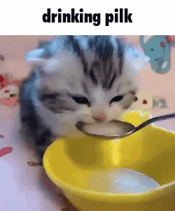 Kitten Drinking Milk from Spoon in Yellow Bowl