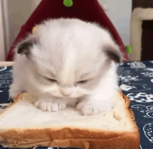 Kitten Eating Bread With Butter