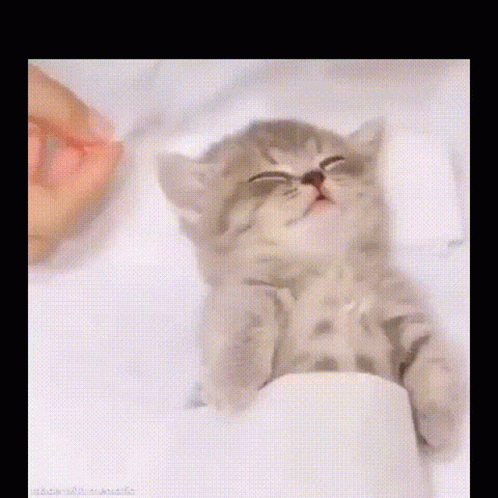 Kitten Enjoying A Spa GIF