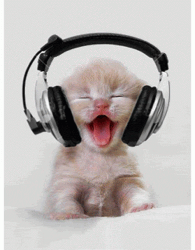 Kitten Enjoying Headphones GIF