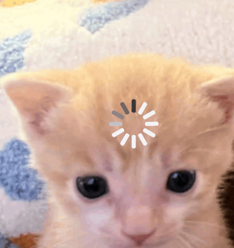 Kitten Face with Loading Wheel