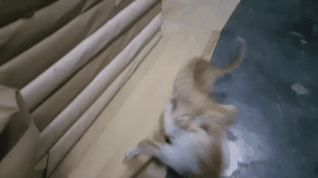 Kitten Getting Into A Fight GIF